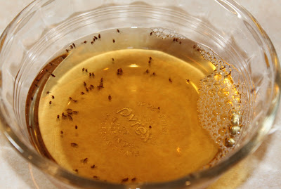 The Downside of DIY Fruit Fly Traps