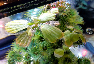 dying, disintegrating dwarf water lettuce in fish tank