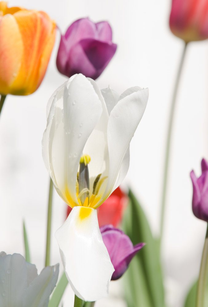 Tulips in my garden. The background is white because the sun literally blew the background away.