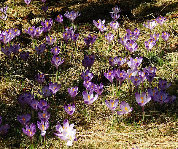 Szafran spiski (Crocus scepusiensis).