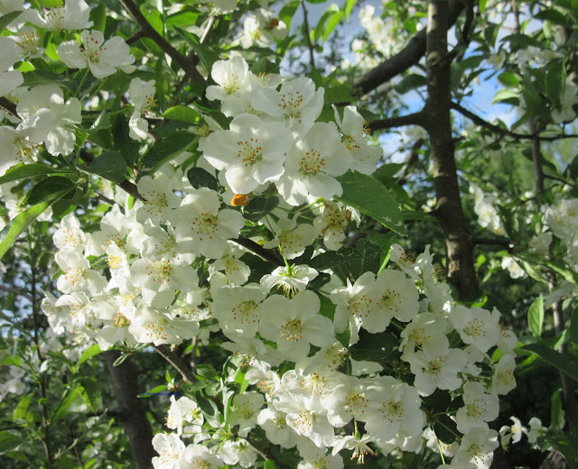 Marjaomenapensas - Malus sargentii