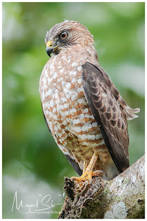 Broad-winged Hawk (Buteo platypterus)