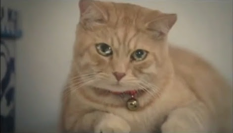 Video : 勇敢な優しいネコの物語