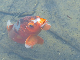 Carpe koï - Carpe de brocart - Cyprinus carpio Carpe koï - Carpe de brocart - Cyprinus carpio