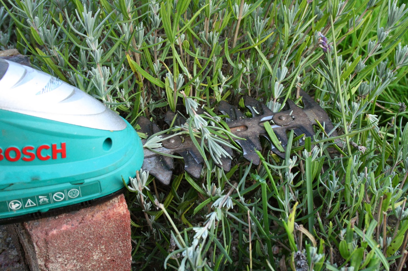 Cup of tea and a brownie when to prune lavender