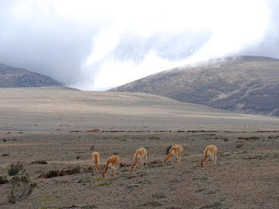 Equateur-Chimborazo vigognes