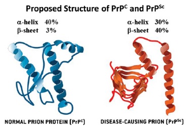 Mengenal Gen Bovine Prion Protein Bprnp Sebagai Penyebab Penyakit Sapi Gila Mad Cow Secara Genetik Majalah Infovet I Majalah Peternakan Dan Kesehatan Hewan