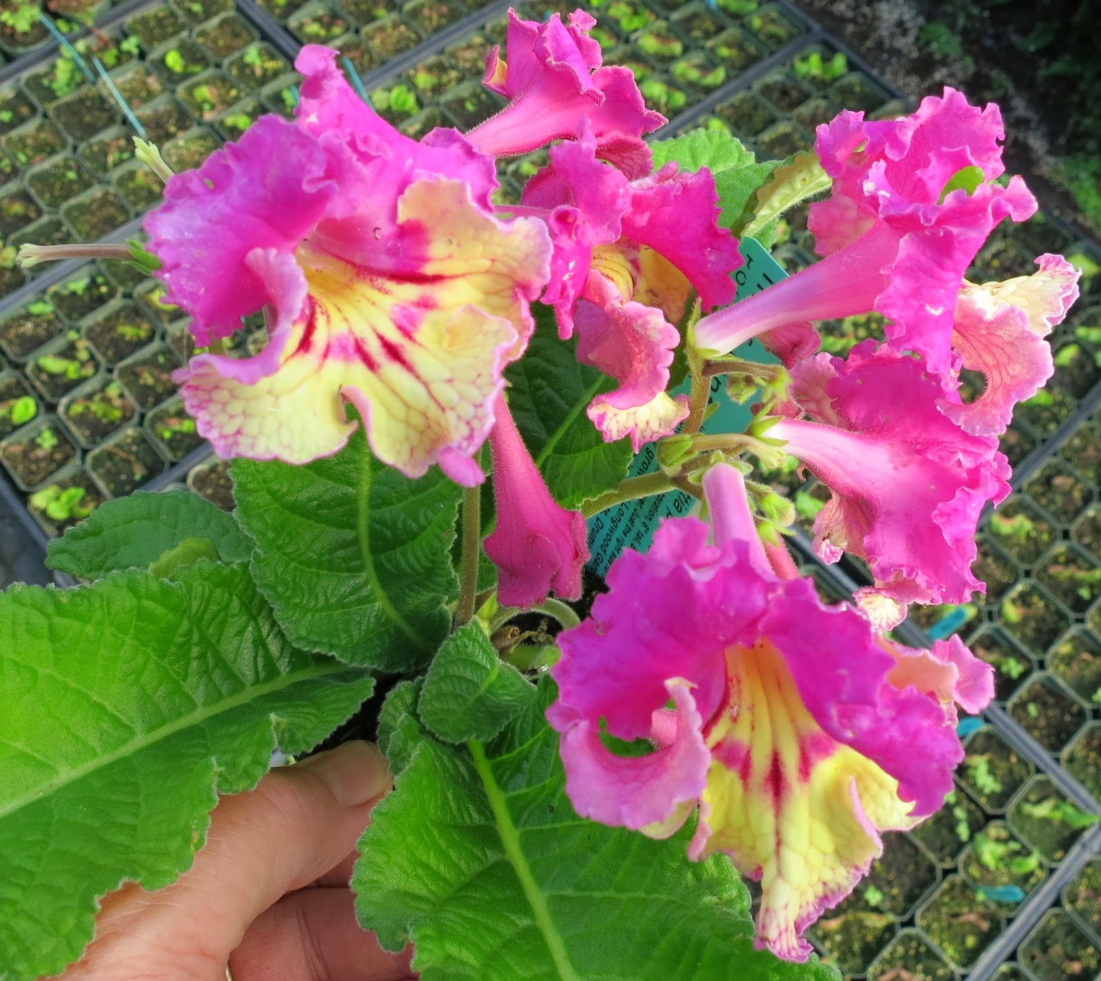 Gary S Specialty Plants Why Does My Streptocarpus Wilt Why Does My Streptocarpus Wilt