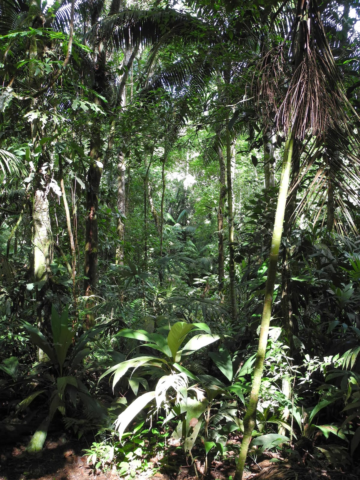 The Phytophactor: Rainforest understory