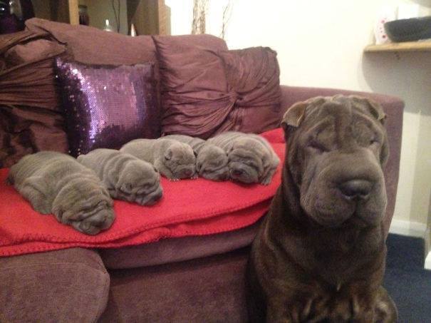 Familias Perrunas = amor y ternura [+Fotos]