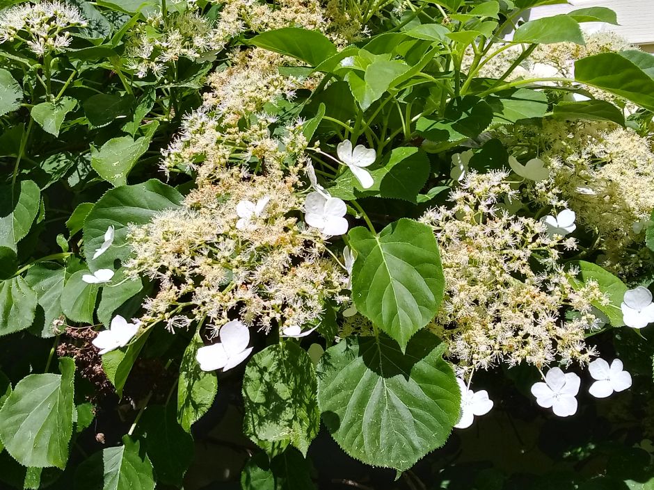 Future Plants By Randy Stewart Climbing Hydrangeas