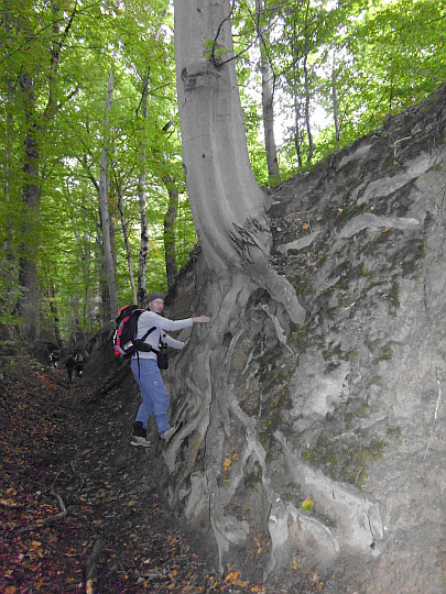 Wąwóz lessowy w rezerwacie leśnym „Barania Góra”.