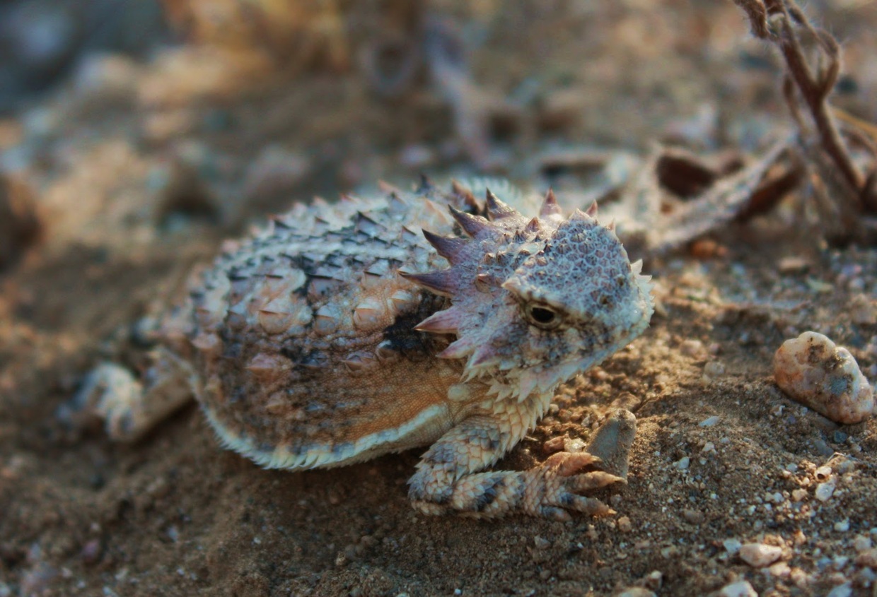 horned-lizard-care.jpg