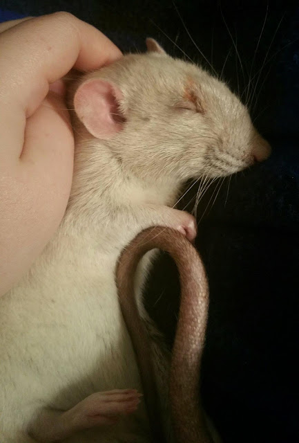 Oliver the therapy rat