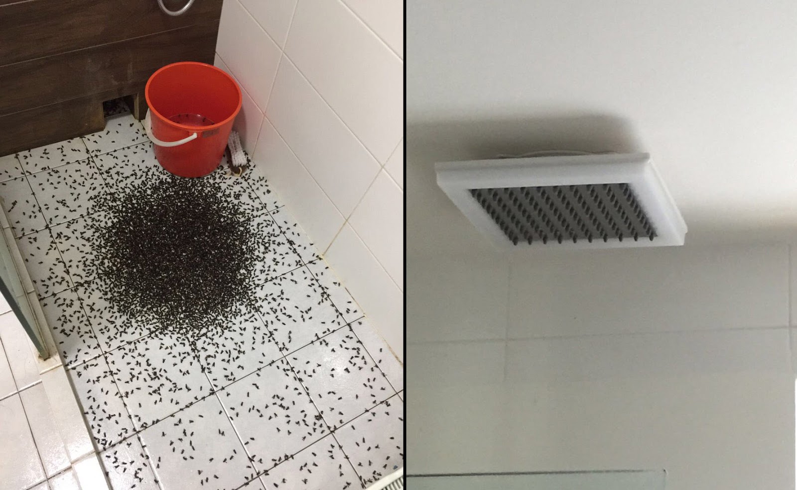 Sekawan Lebah Menyorok Dalam Kepala Pancuran Bilik Mandi Berjaya Singapura 27 Feb Sekawan Lebah Telah Berjaya Diracun Menggunakan Penyembur Serangga Dalam Kejadian Di Punggol Dekat Sini Pada Ahad