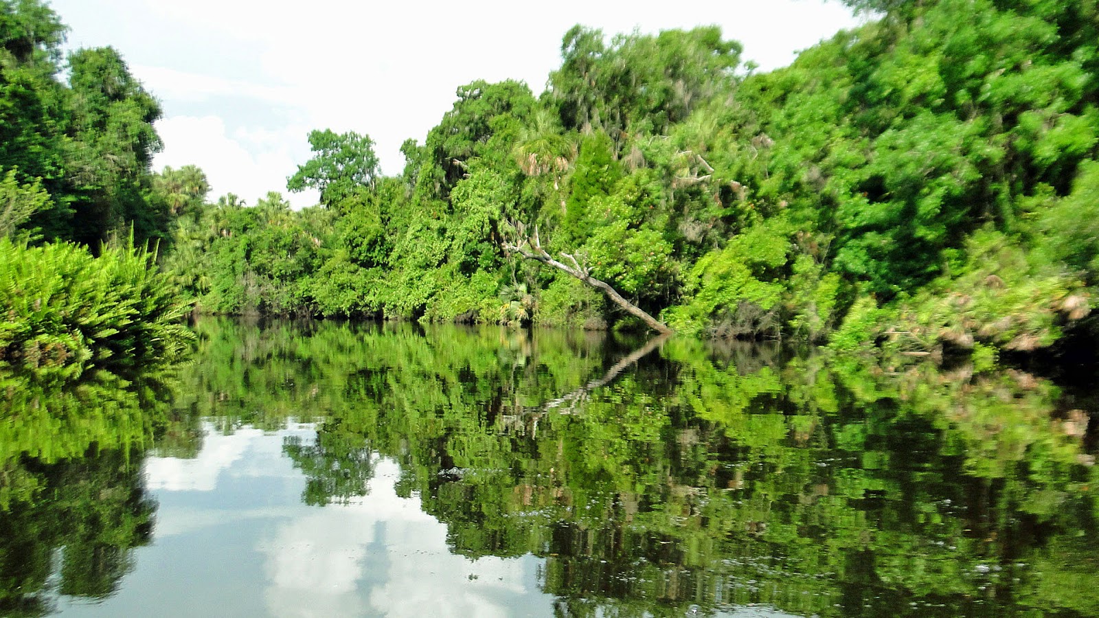 Southern Kayak Kronicles Manatee River is one of Florida's hidden gems