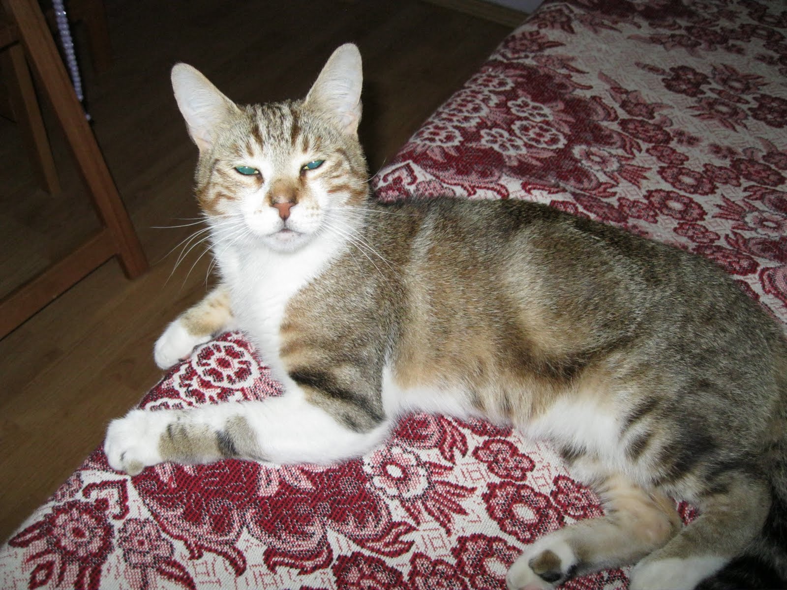 ♥♥ KEDİ SEVGİSİ ♥♥