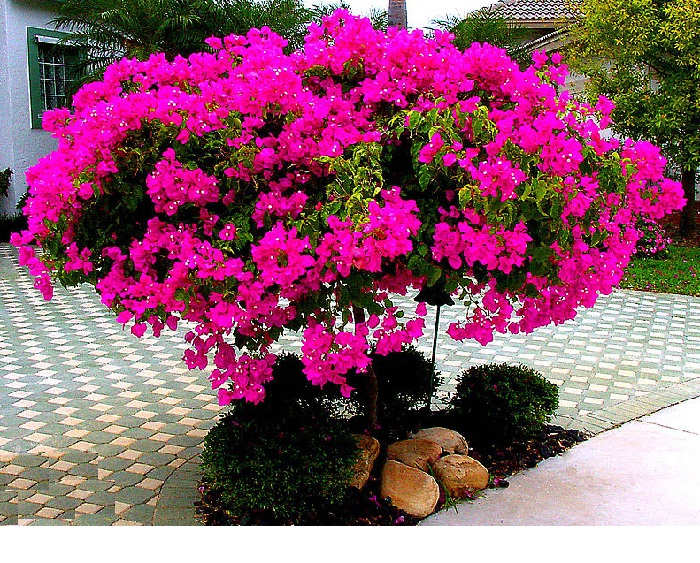 how to take care of flower paper for beginners enduragon info paper flower plant care