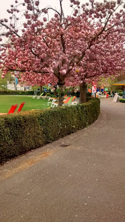 Bruges Pink Trees
