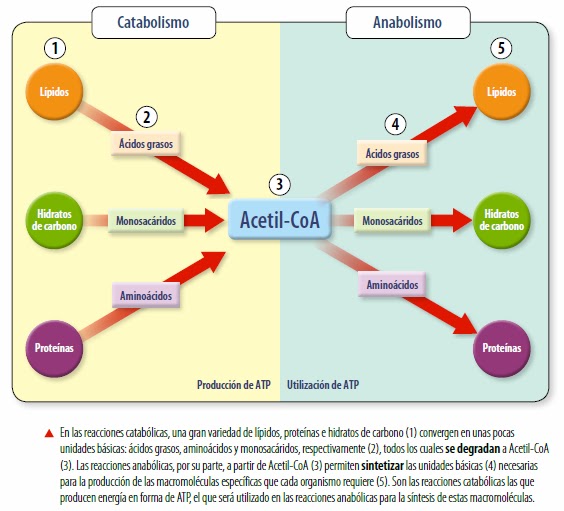 lecciones importantes sobre las recetas de la dieta del metabolismo acelerado (colección vital)