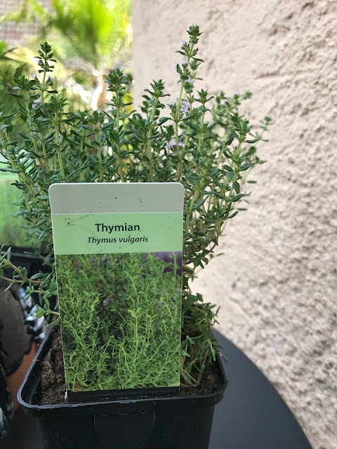 Thymian (c) by Joachim Wenk Thymian (c) by Joachim Wenk