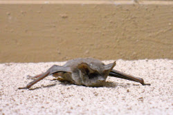 bat flying tailed mexican mammals spotted bird facts amazing sanctuary recent trip