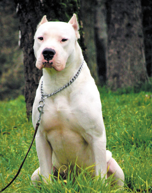 PERRO DOGO ARGENTINO PERRO DOGO ARGENTINO