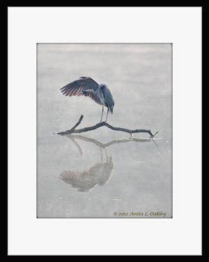 Graceful Blue Heron