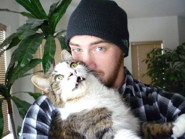 13 chú mèo ghét cay ghét đắng việc selfie cùng chủ nhân