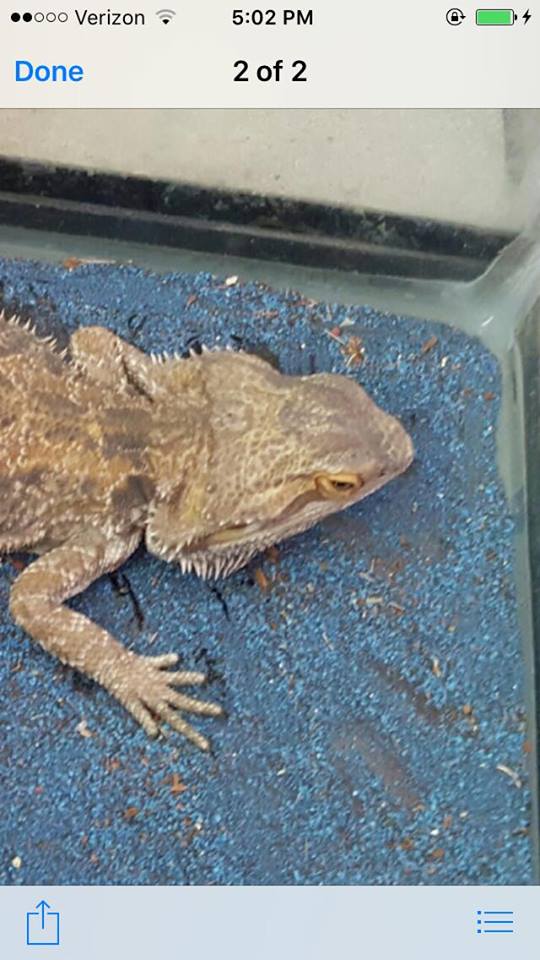 beardie-handling.jpg