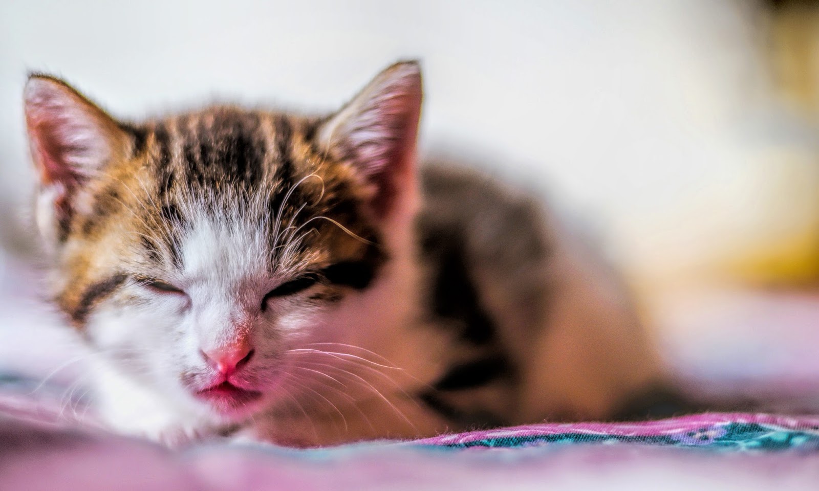 Kittens Latest HD Wallpapers