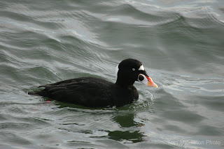 Image of a Surf Scoter