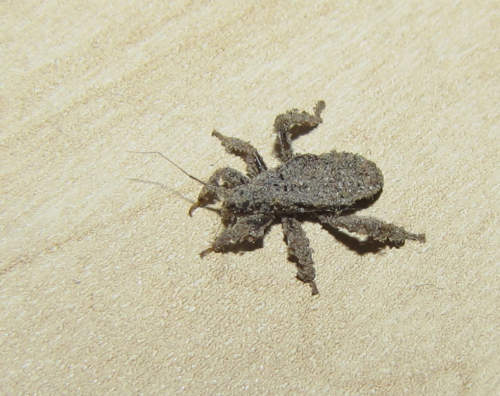 Bugs Looks Like Bed Bugs Bugs Looks Like Bed Bugs