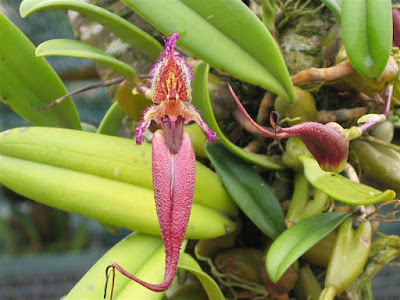 Bulbophyllum putidum orchid plant care and culture