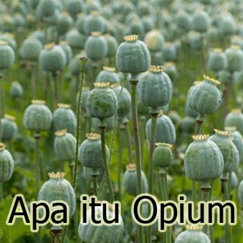 Apa itu Opium