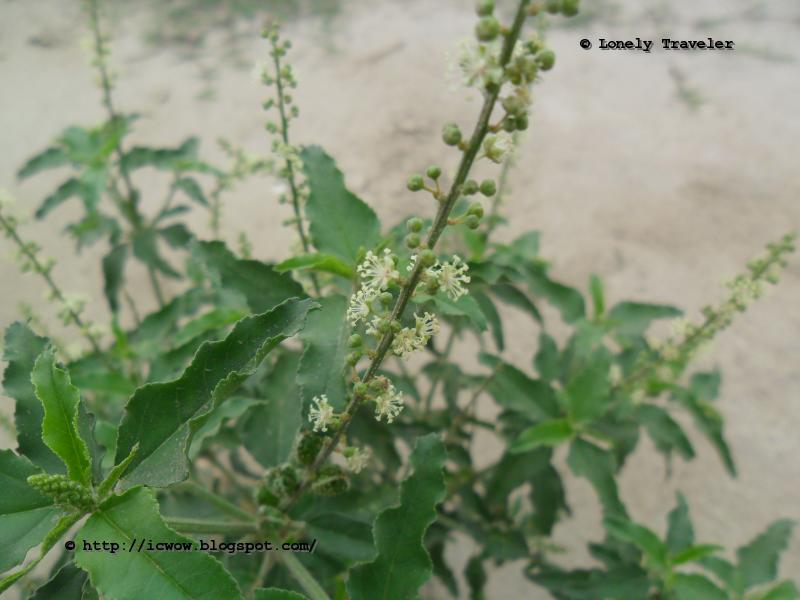 Bon Tulshi(বন তুলসী) Croton bonplandianum