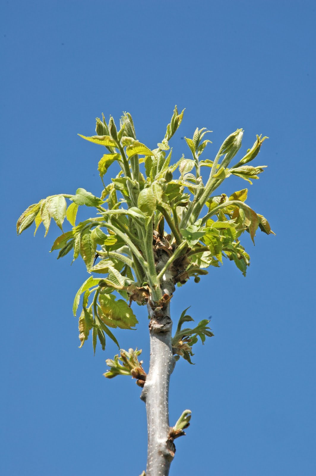Northern Pecans Pecan tree growth patterns