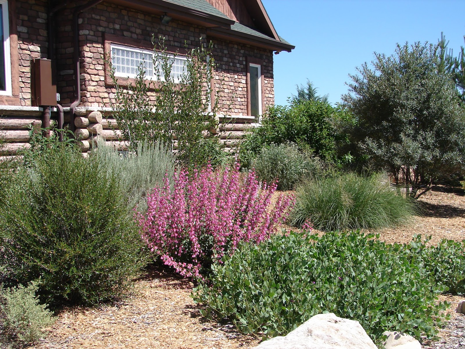Trees to plant in utah
