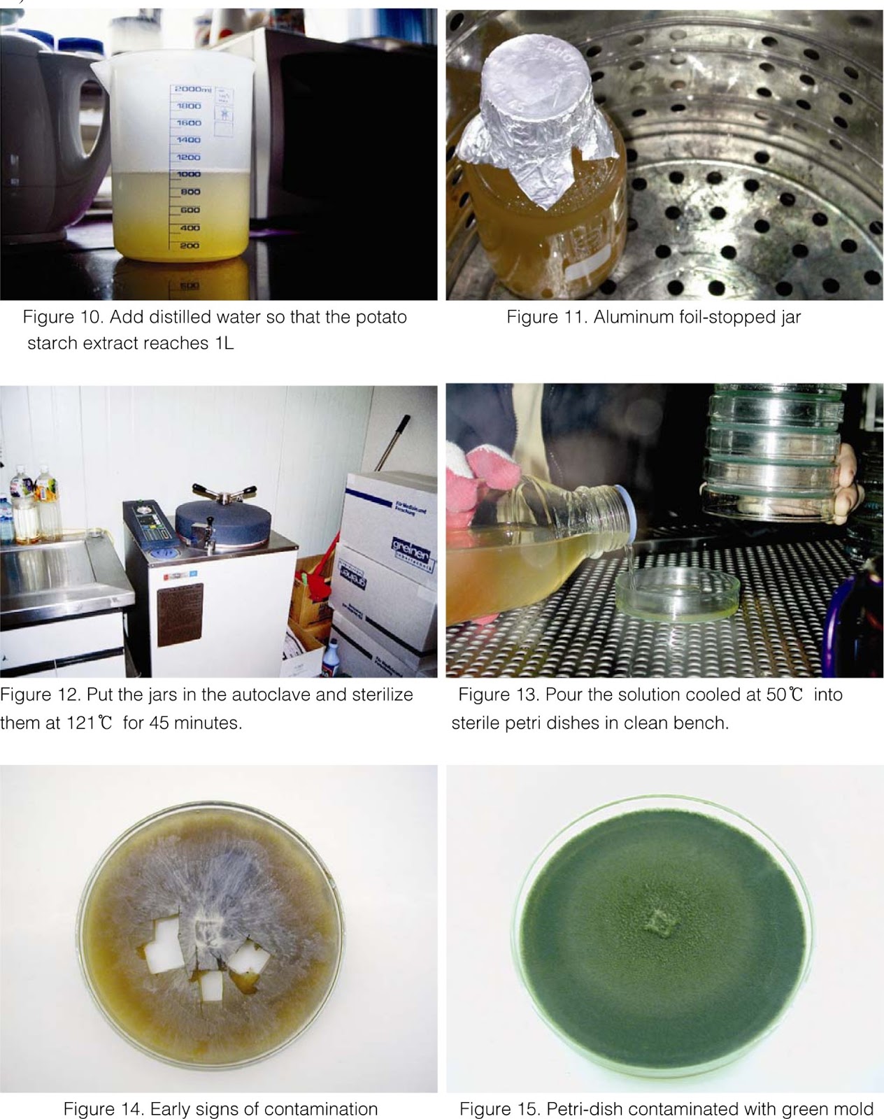 HOW TO MAKE OYSTER MUSHROOM GRAIN SPAWN IN A SIMPLE WAY