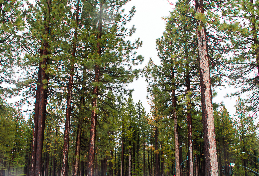 Trees and landscape of tahoe in the winter images and landscape of winter in tahoe