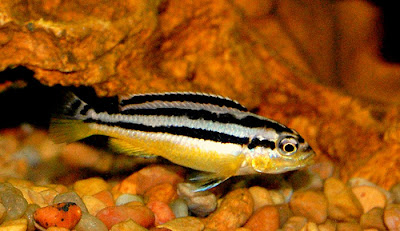 Shamudra Bilash Cichlid Fish