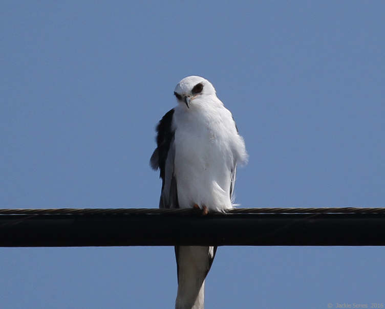 The Natural History of Bodega Head On the way to the post office