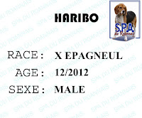 HARIBO - x epagneul 5 ans - Spa du Roannais à Roanne (42) FICHEHARIBO