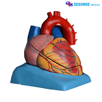 Jual Torso Organ Tubuh Bagian Jantung Torso Organ Tubuh Bagian Jantung