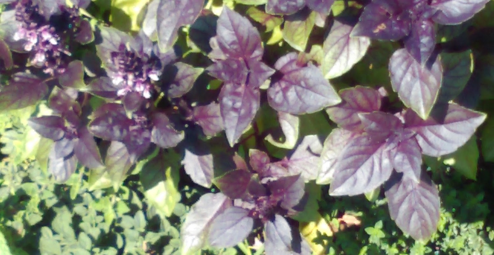 Basil The Ultimate Guide