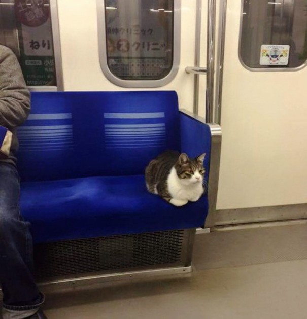 Resultado de imagen para mascota en subte