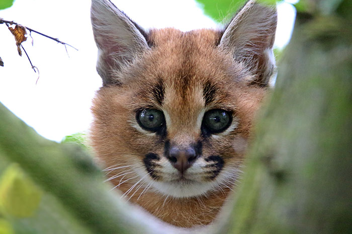 Beautiful Pictures Of Baby Caracals, One Of The Most Gorgeous Cat Species Ever Beautiful Pictures Of Baby Caracals, One Of The Most Gorgeous Cat Species Ever