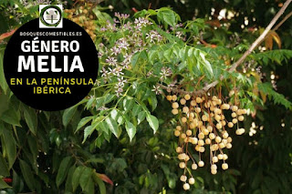 El género Melia son arboles que pueden llegar alcanzar 10 ó 15 m. de altura, con hojas alternas