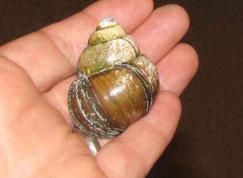 mystery snail shell