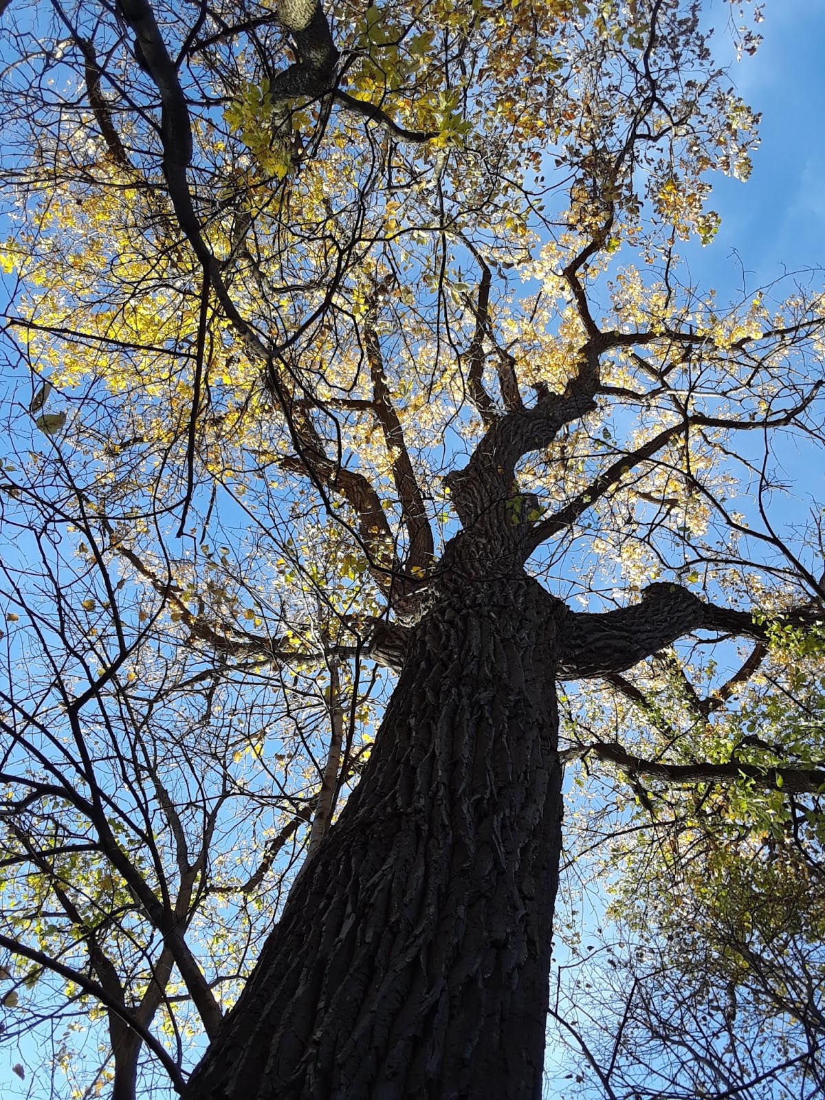 The Wild Reed: Guidelines for the Advent of a Universal Mysticism (Part 5)